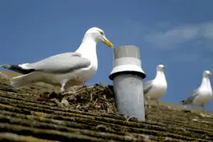 Quando fanno il nido i gabbiani? Quando fanno il nido i gabbiani?