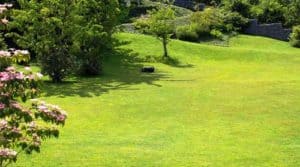disinfestazione pulci giardini 