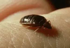 Infestazione cimici da letto Infestazione cimici da letto