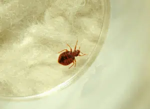 Disinfestazione cimici da letto costo Disinfestazione cimici da letto costo