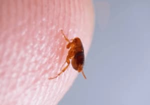 infestazione pulci giardino