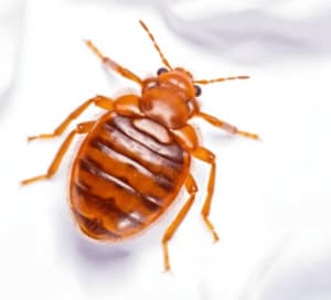 disinfestazione pulci giardino