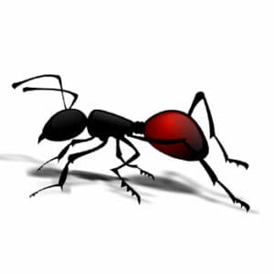 Disinfestazione formiche