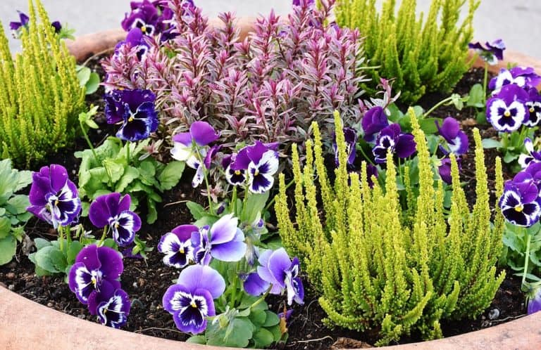 Giardinaggio: manutenzione aiuola