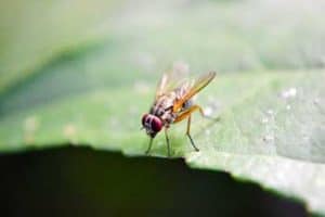 mosca della frutta mosca della frutta