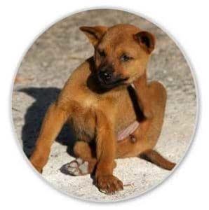Disinfestazione pulci dai cani Disinfestazione pulci dai cani