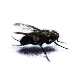Eliminare le mosche cavalline disinfestazione mosche