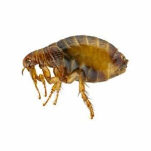 disinfestazione pulci disinfestazione pulci