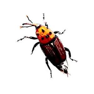 disinfestazione punteruolo rosso disinfestazione punteruolo rosso