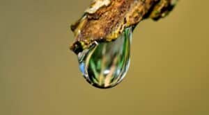 Tipi di impianti di irrigazione irrigazione a goccia