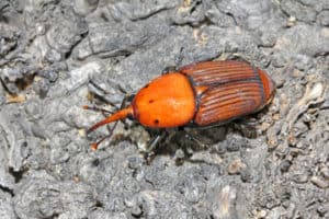 Punteruolo rosso per terra Punteruolo rosso per terra