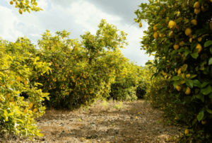 Come avviene la potatura degli alberi