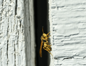Disinfestazione da vespe