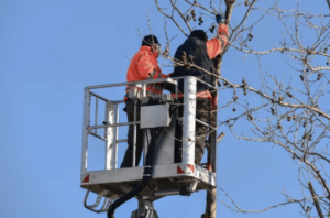 Potare alberi ad alto fusto Potare alberi ad alto fusto