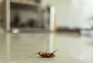 Tipi di blatte Tipi di blatte
